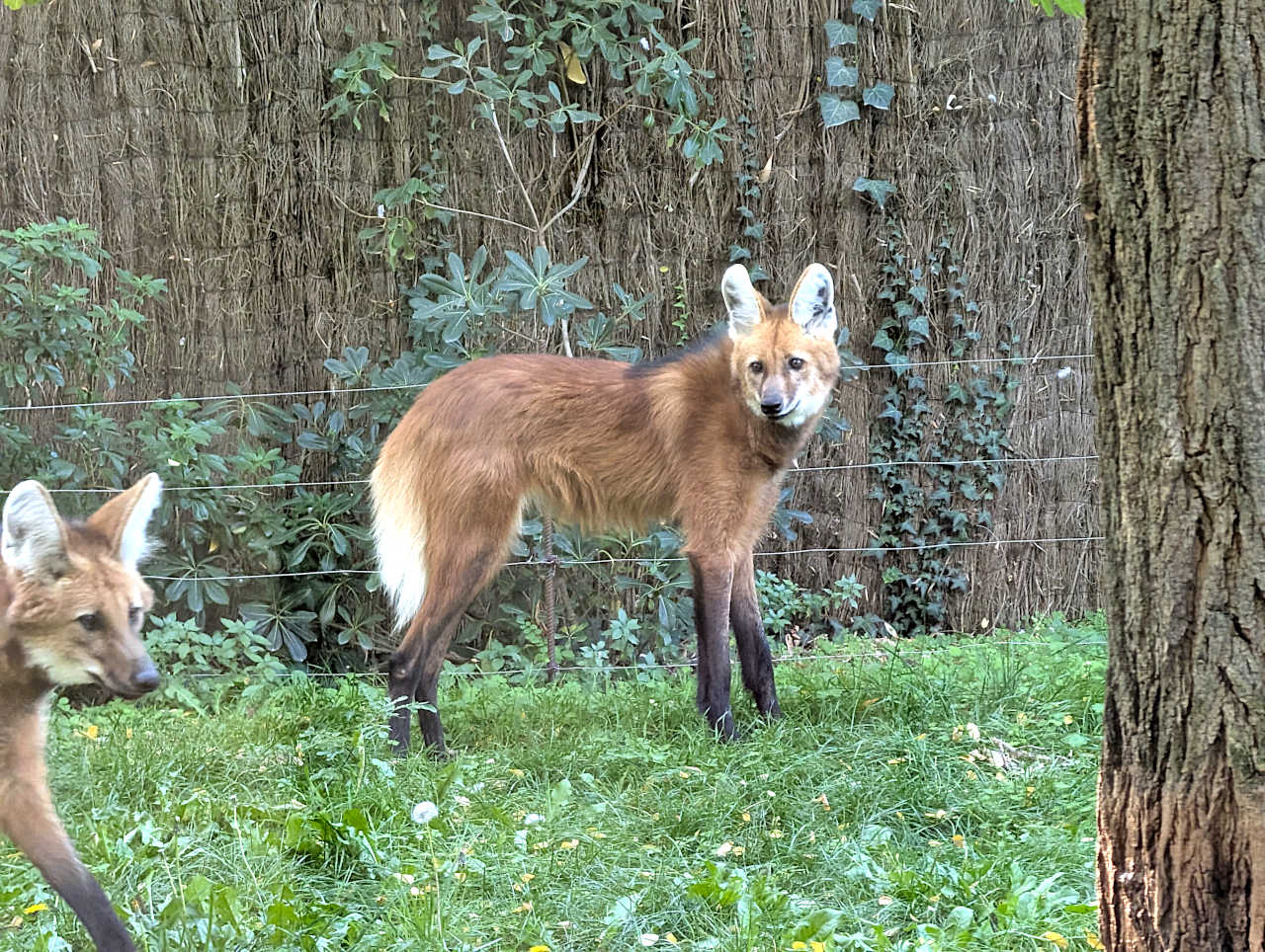 bioparc de Doué-la-Fontaine loup à crinière