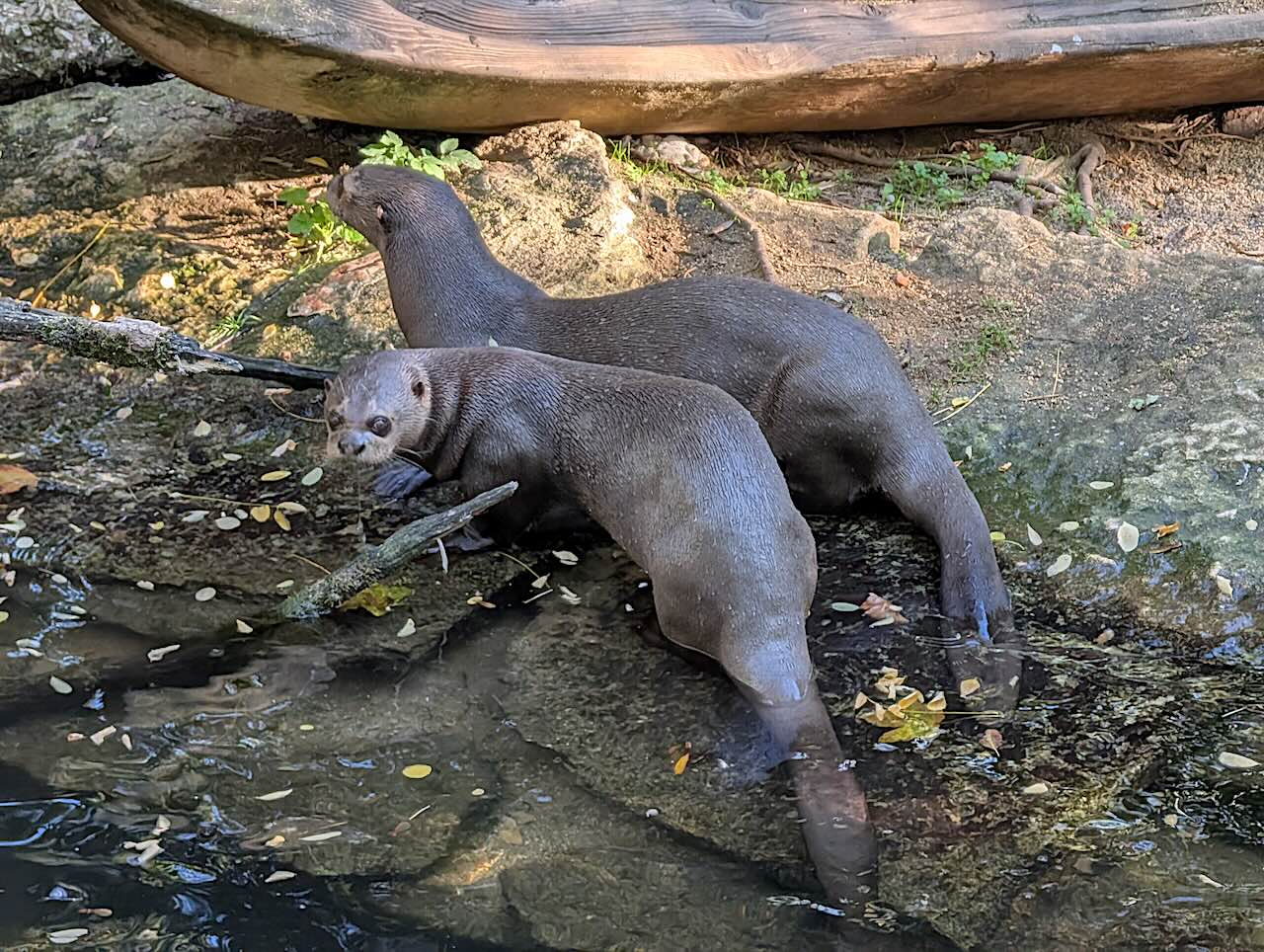 bioparc de Doué-la-Fontaine loutres