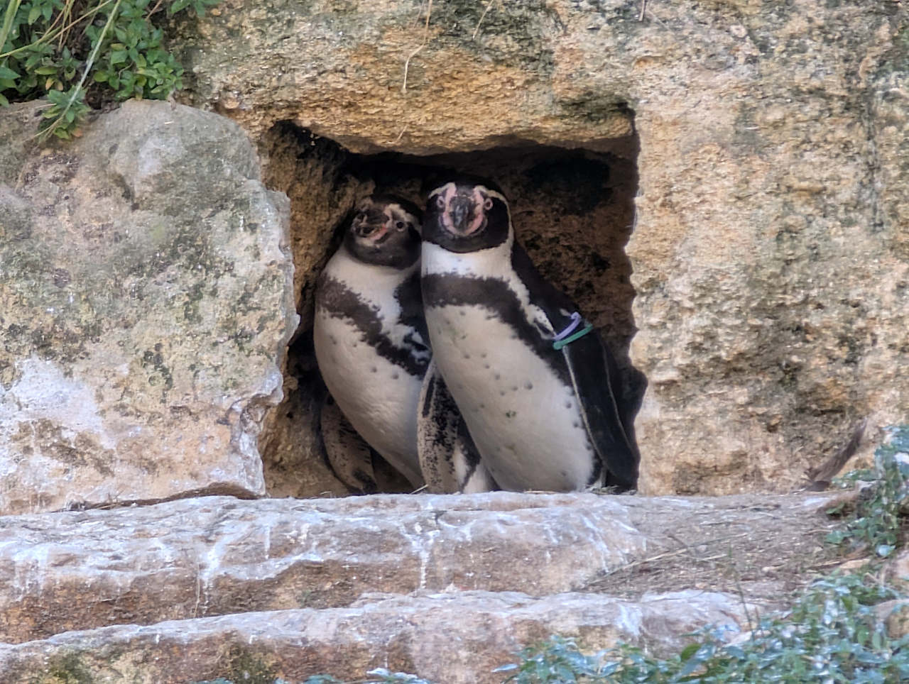 bioparc de Doué-la-Fontaine manchots