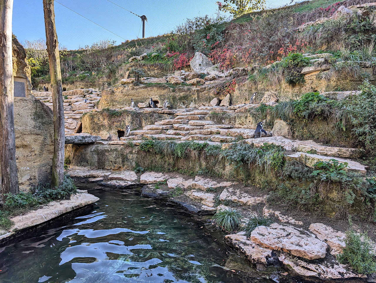 bioparc de Doué-la-Fontaine manchots
