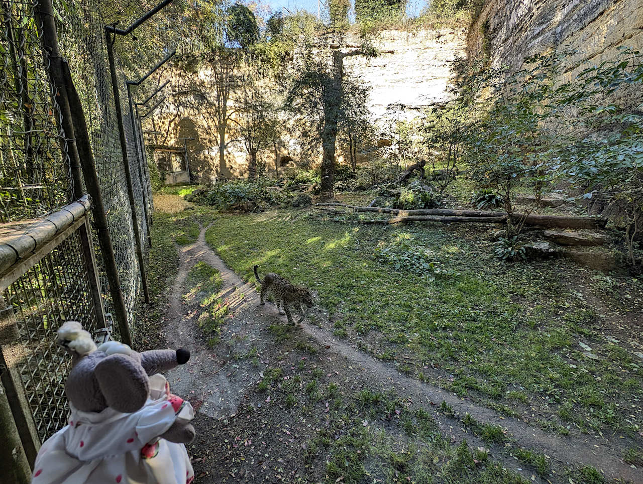 bioparc de Doué-la-Fontaine panthère 2