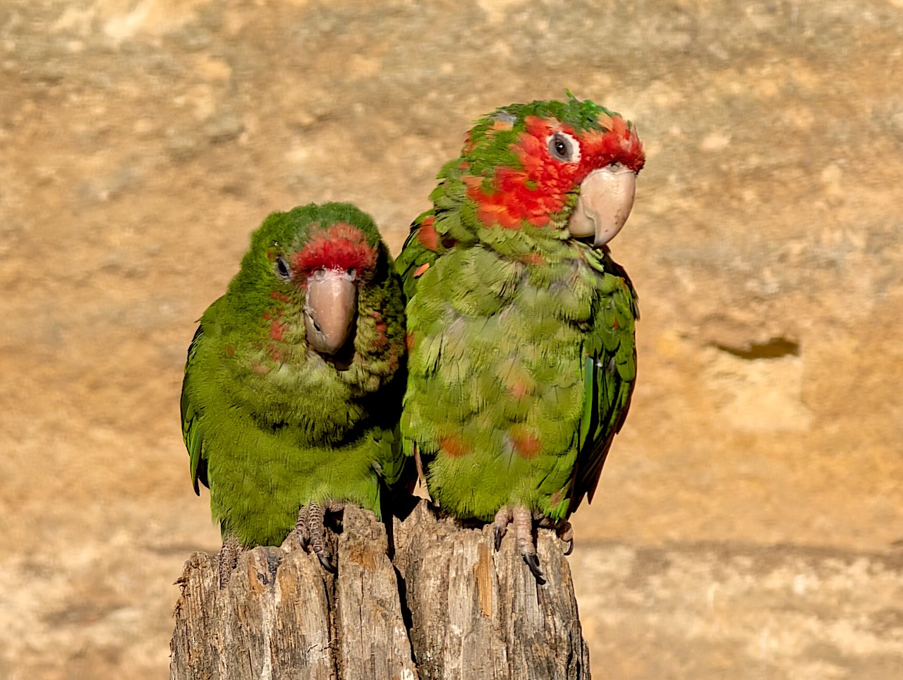 bioparc de Doué-la-Fontaine volière 2
