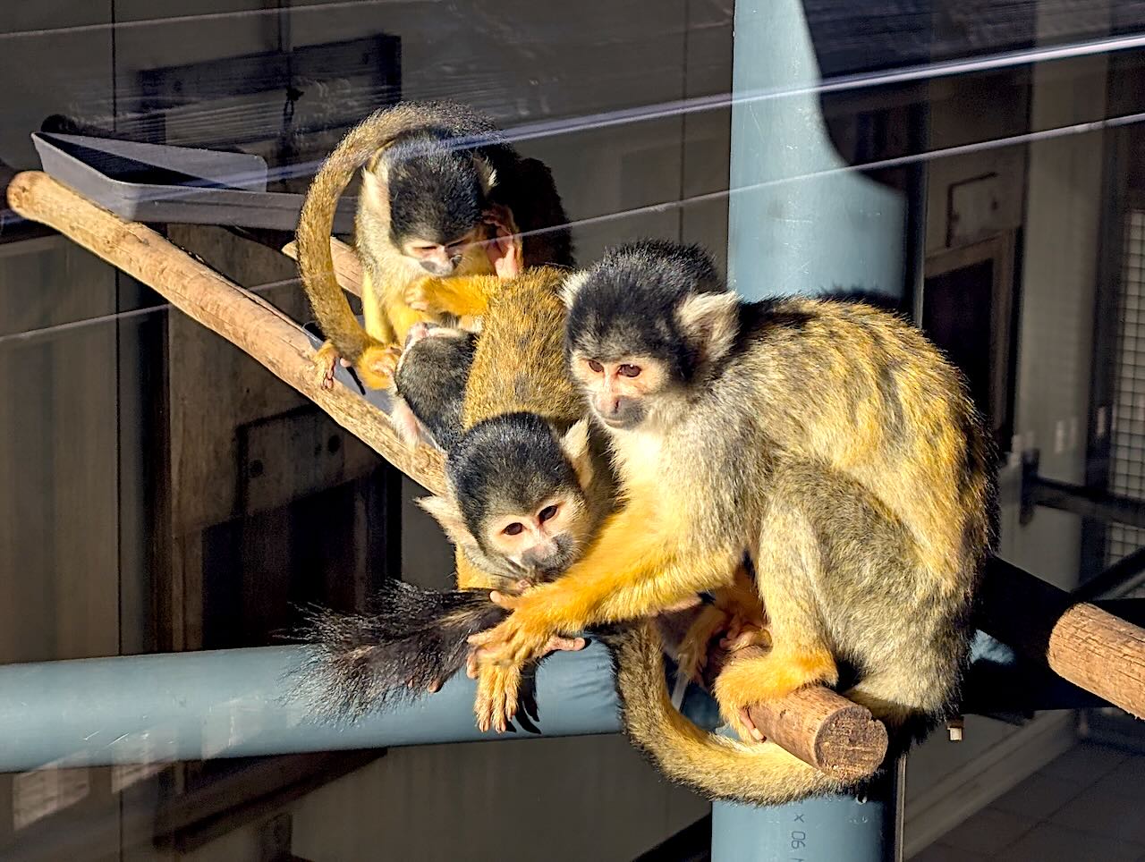 bioparc de Doué-la-Fontaine petits singes