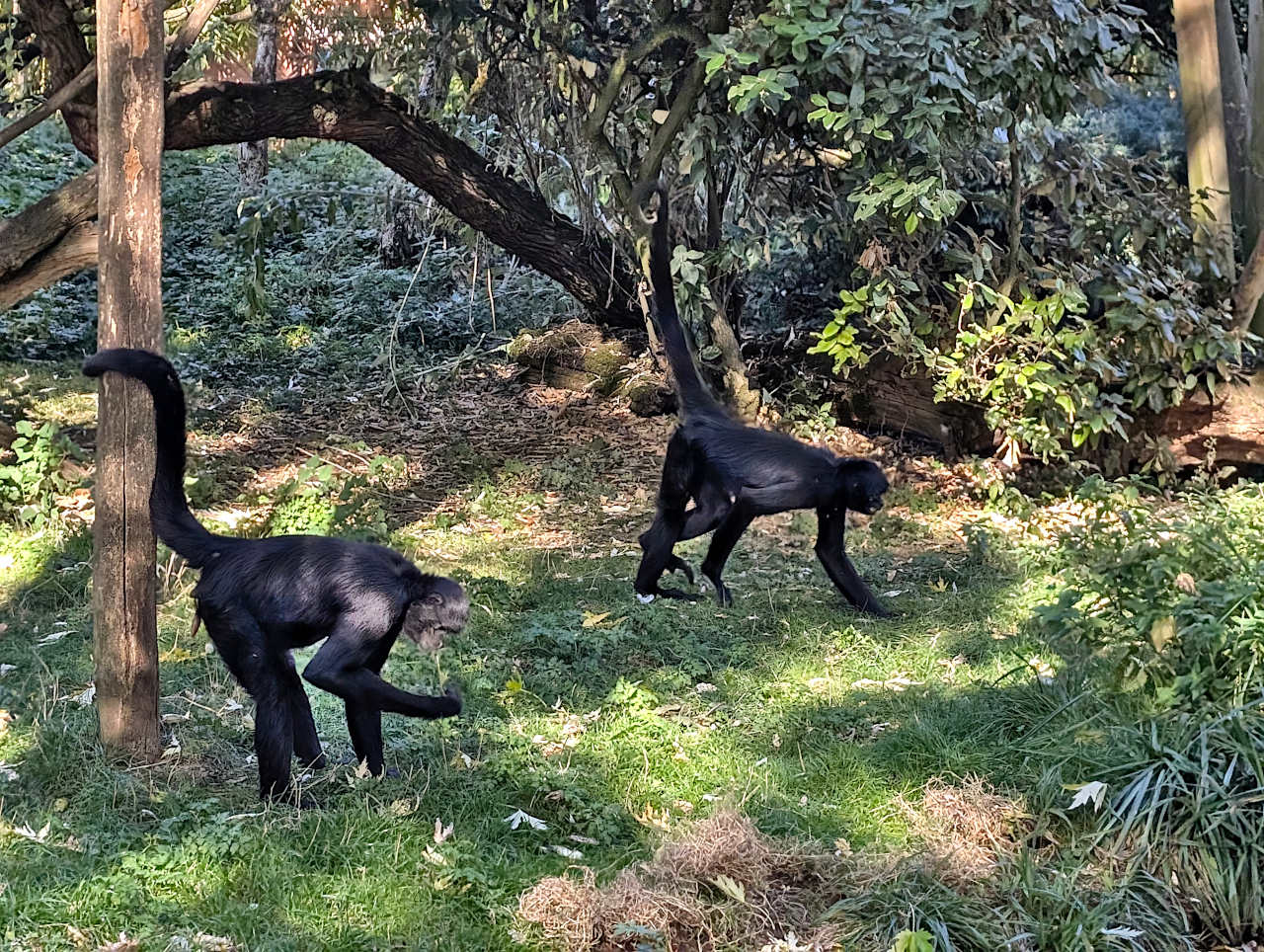 bioparc de Doué-la-Fontaine singes