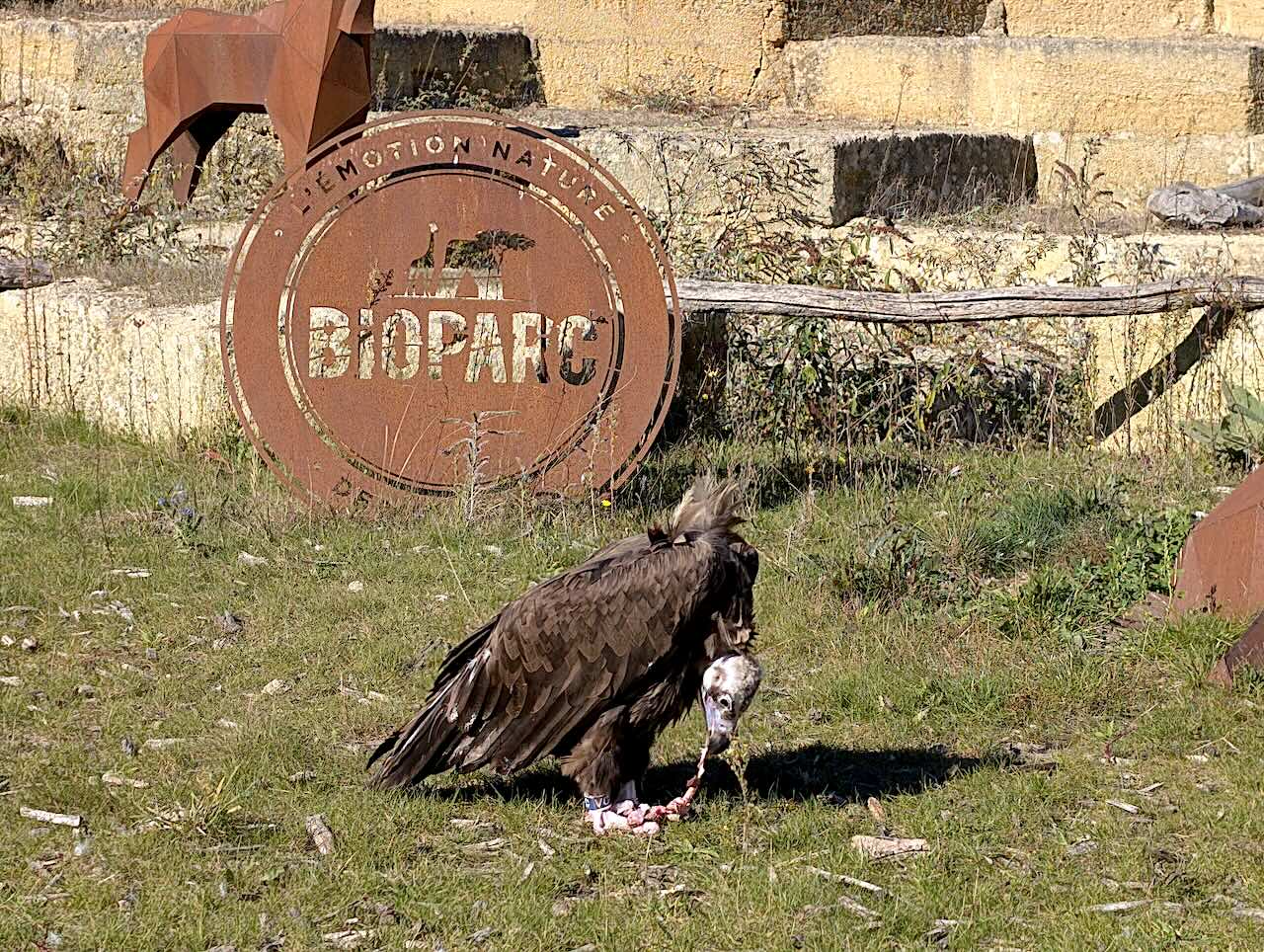 bioparc de Doué-la-Fontaine animation vautours