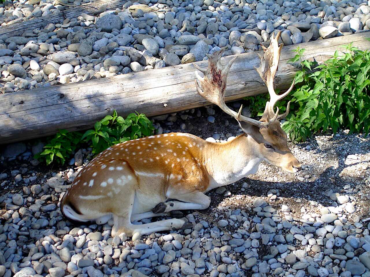 jardin botanique de Genève