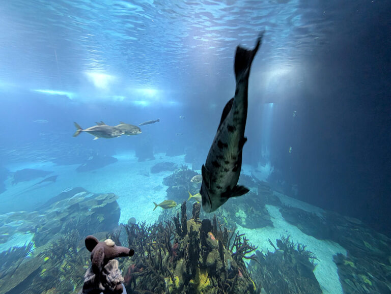 Océanarium de Lisbonne 1