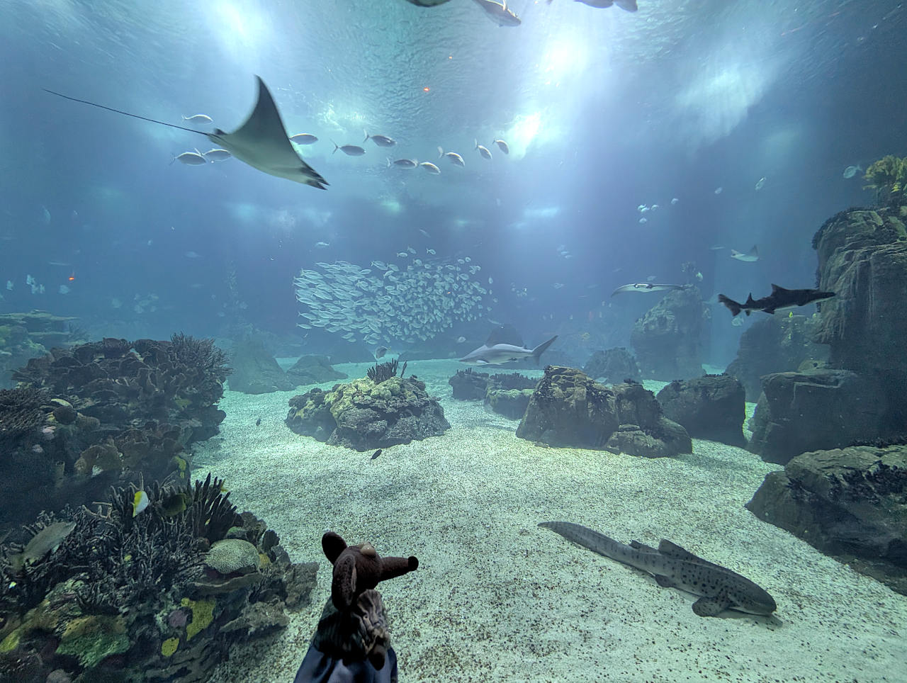 Océanarium de Lisbonne 2