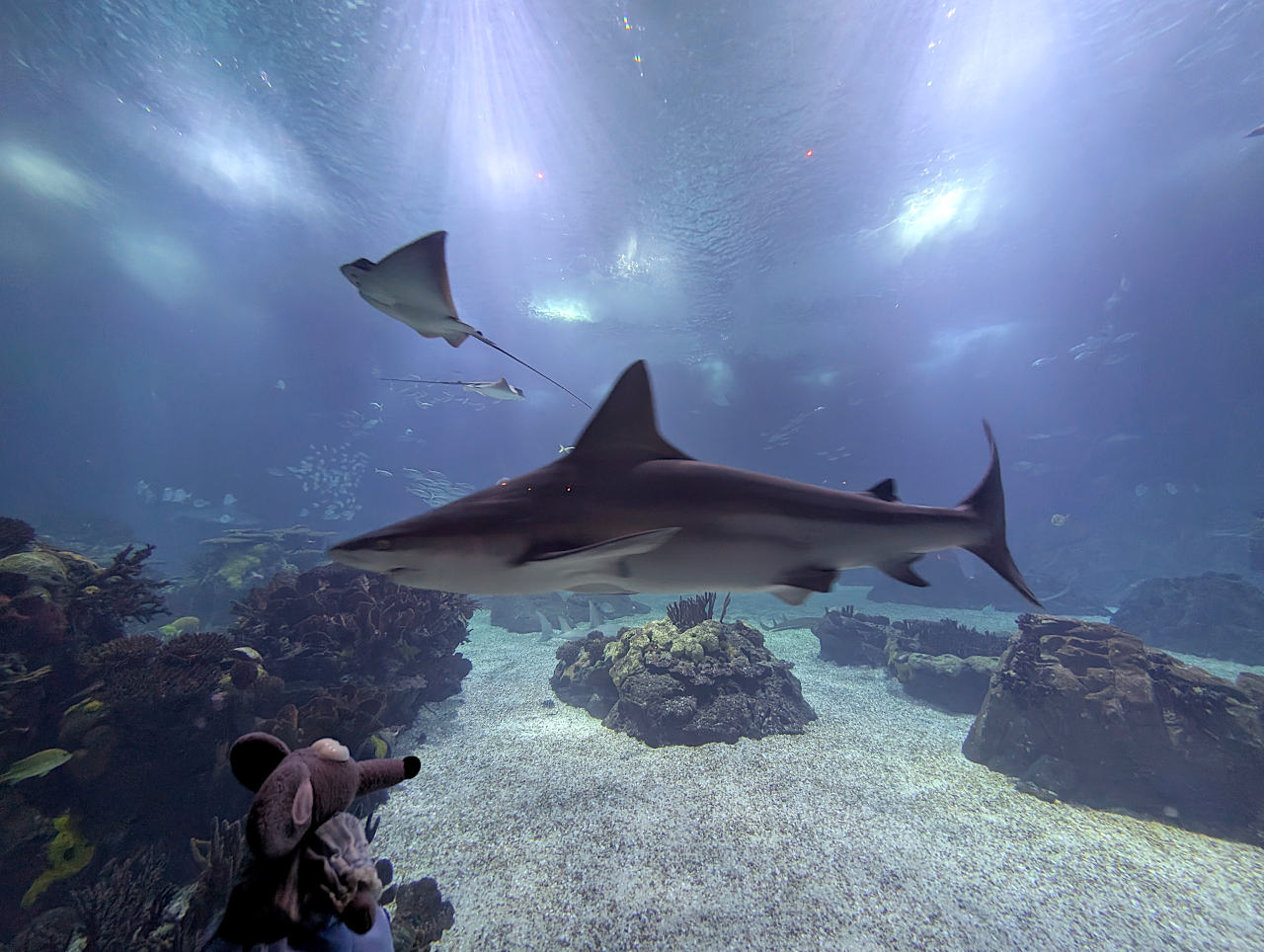 Océanarium de Lisbonne 5