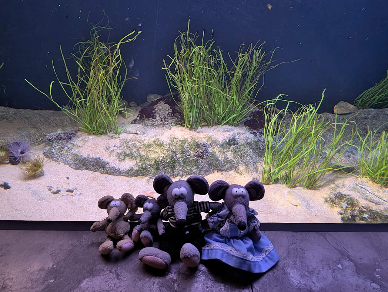 Océanarium de Lisbonne 6