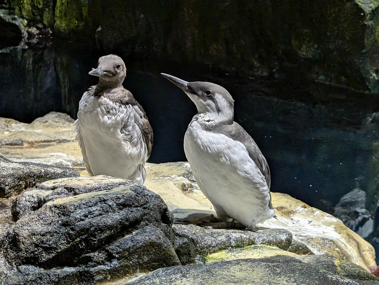 Océanarium de Lisbonne atlantique nord