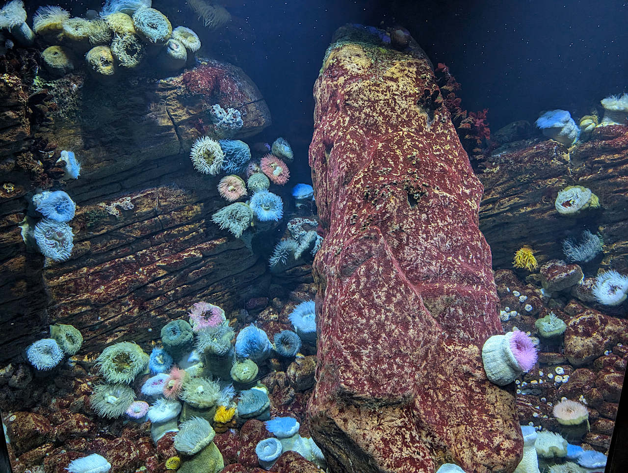 Océanarium de Lisbonne coraux