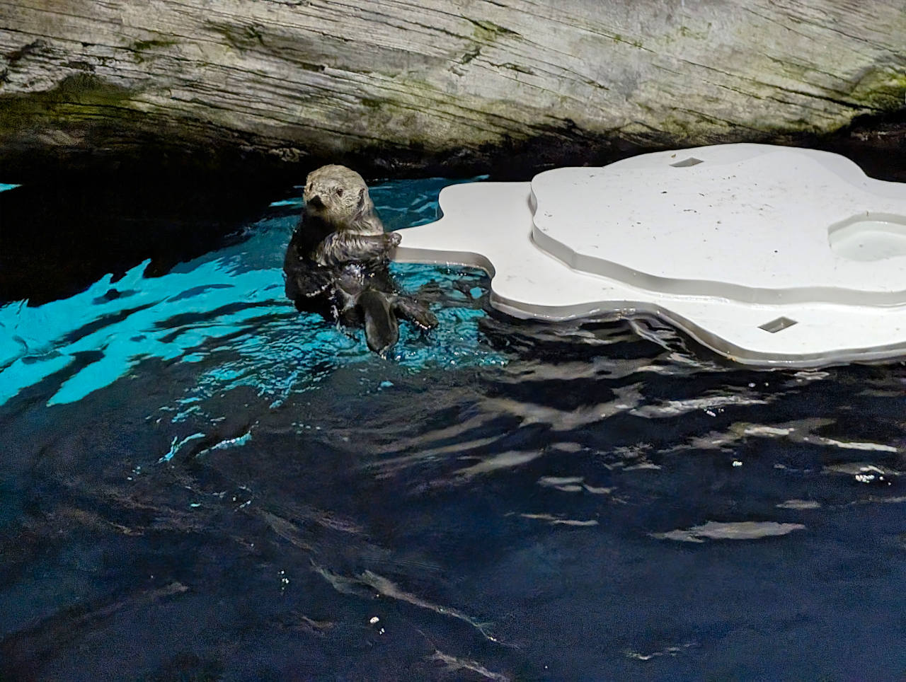 Océanarium de Lisbonne loutres 1