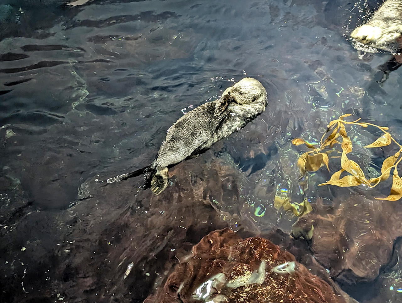 Océanarium de Lisbonne loutres 2