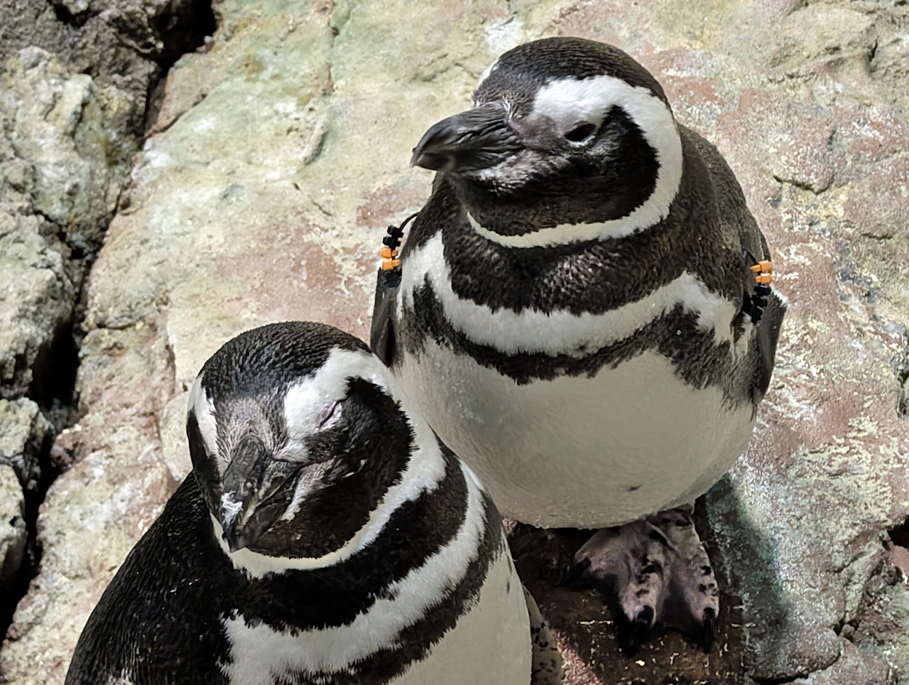 Océanarium de Lisbonne manchots 2