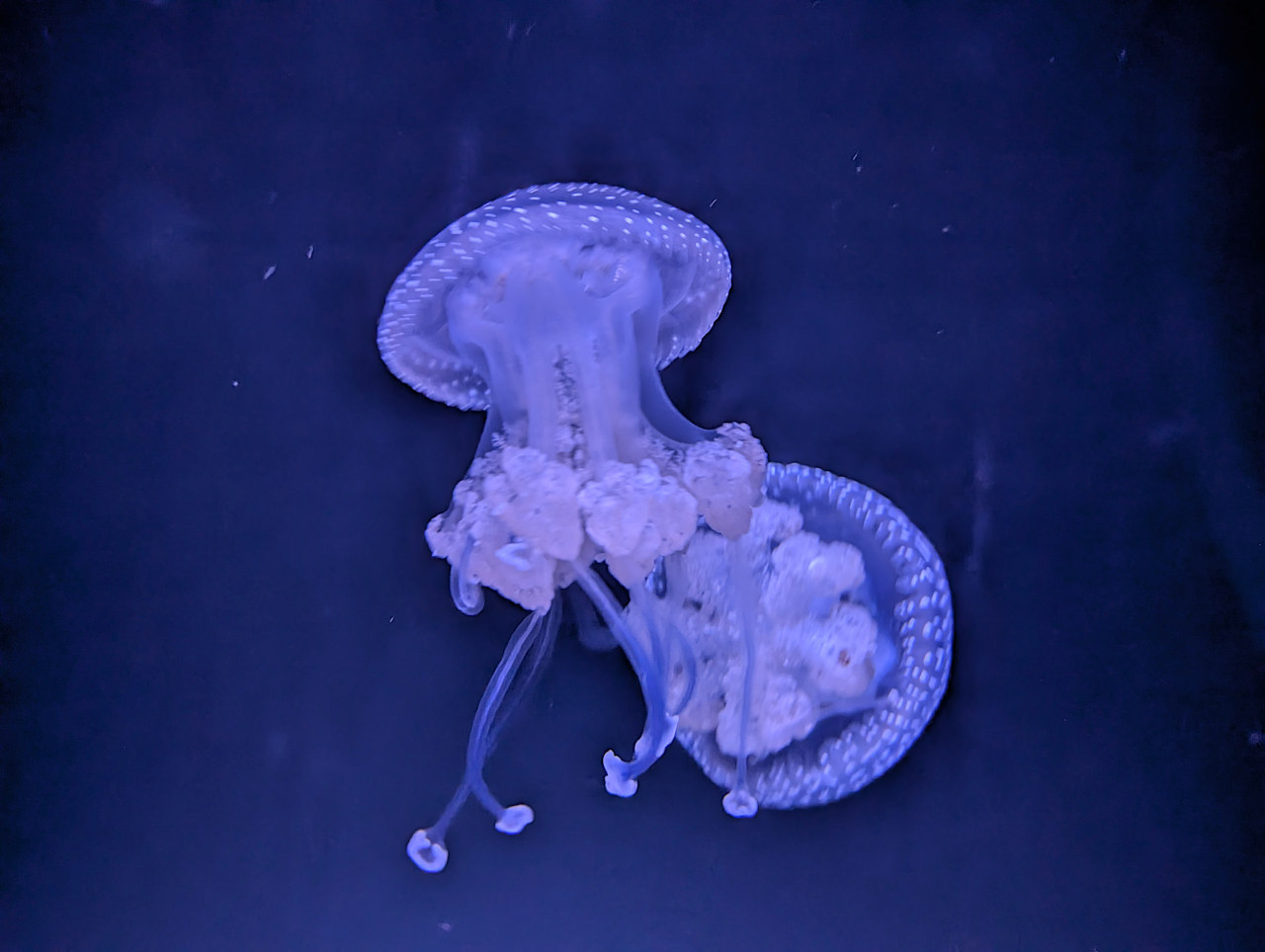 Océanarium de Lisbonne méduses