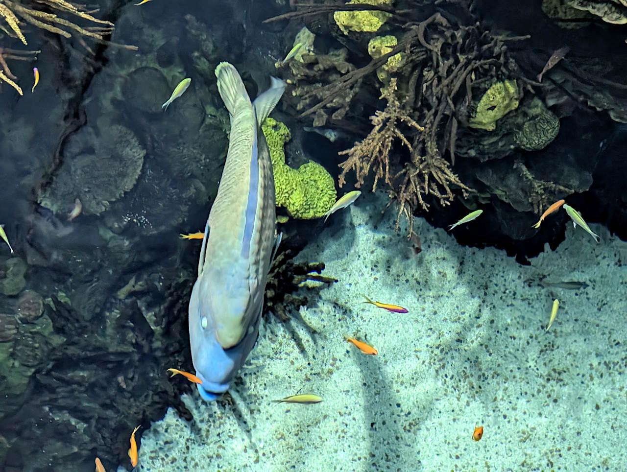Océanarium de Lisbonne océan indien 2