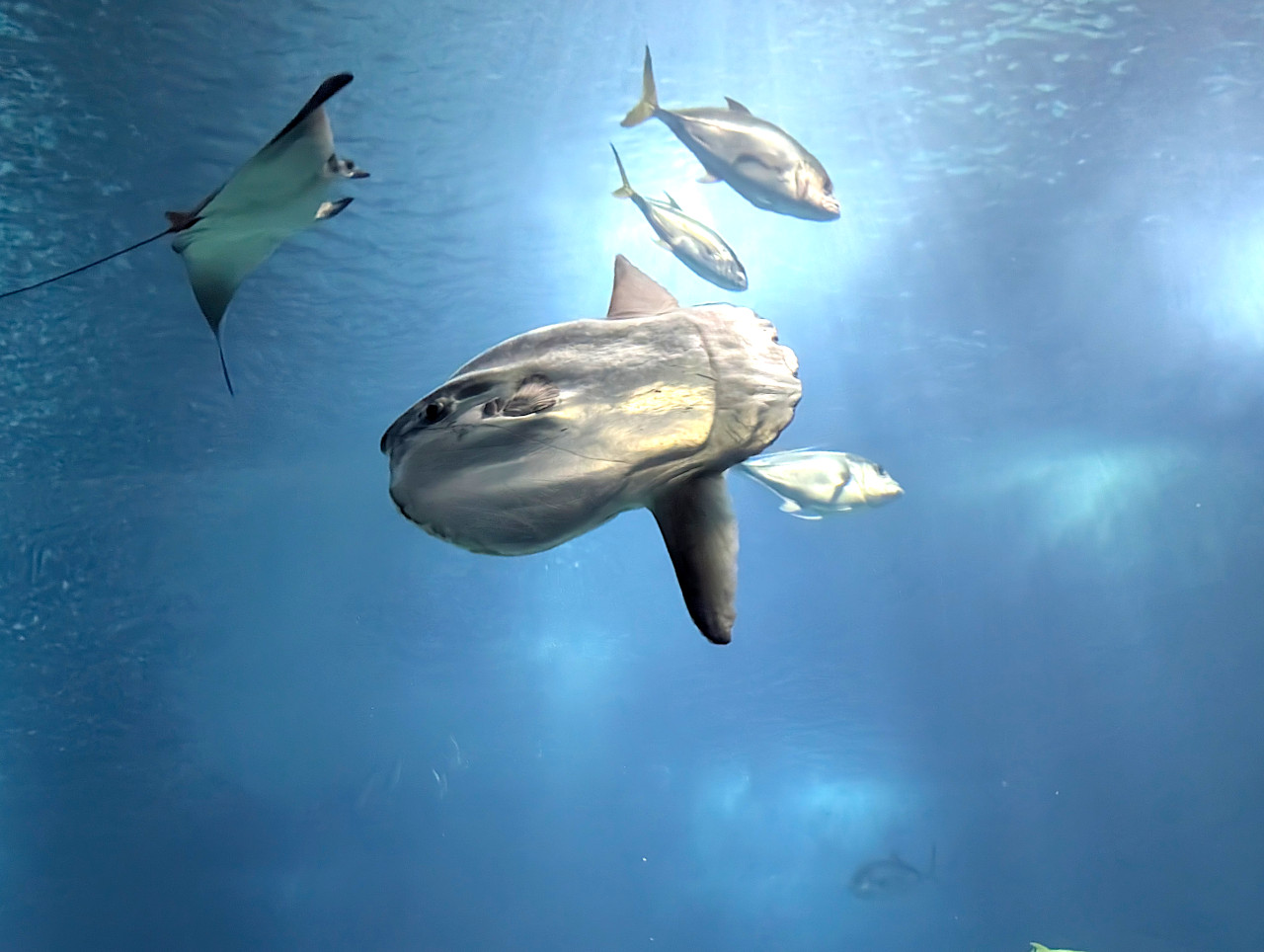 Océanarium de Lisbonne poisson lune