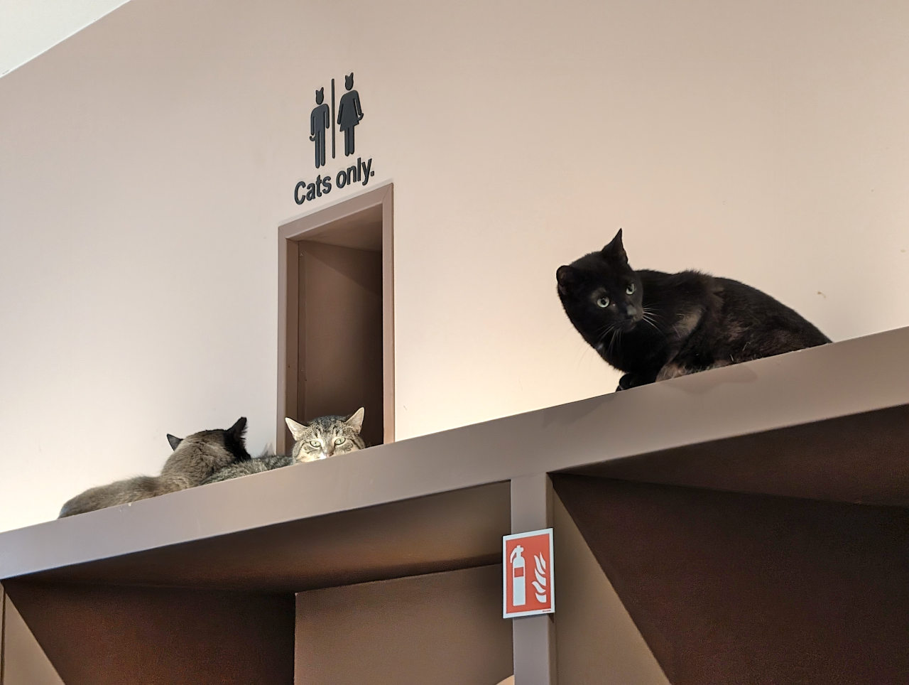 CatCafé Anvers