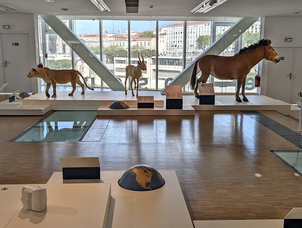 Galerie Méditerranée Cosquer 