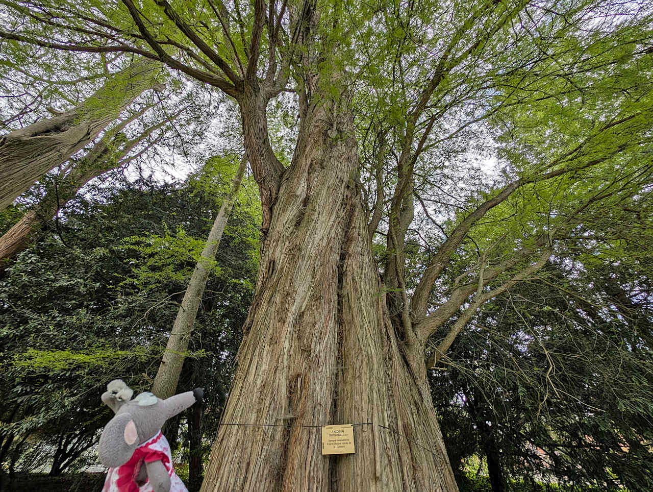 jardin botanique de Meise arbre