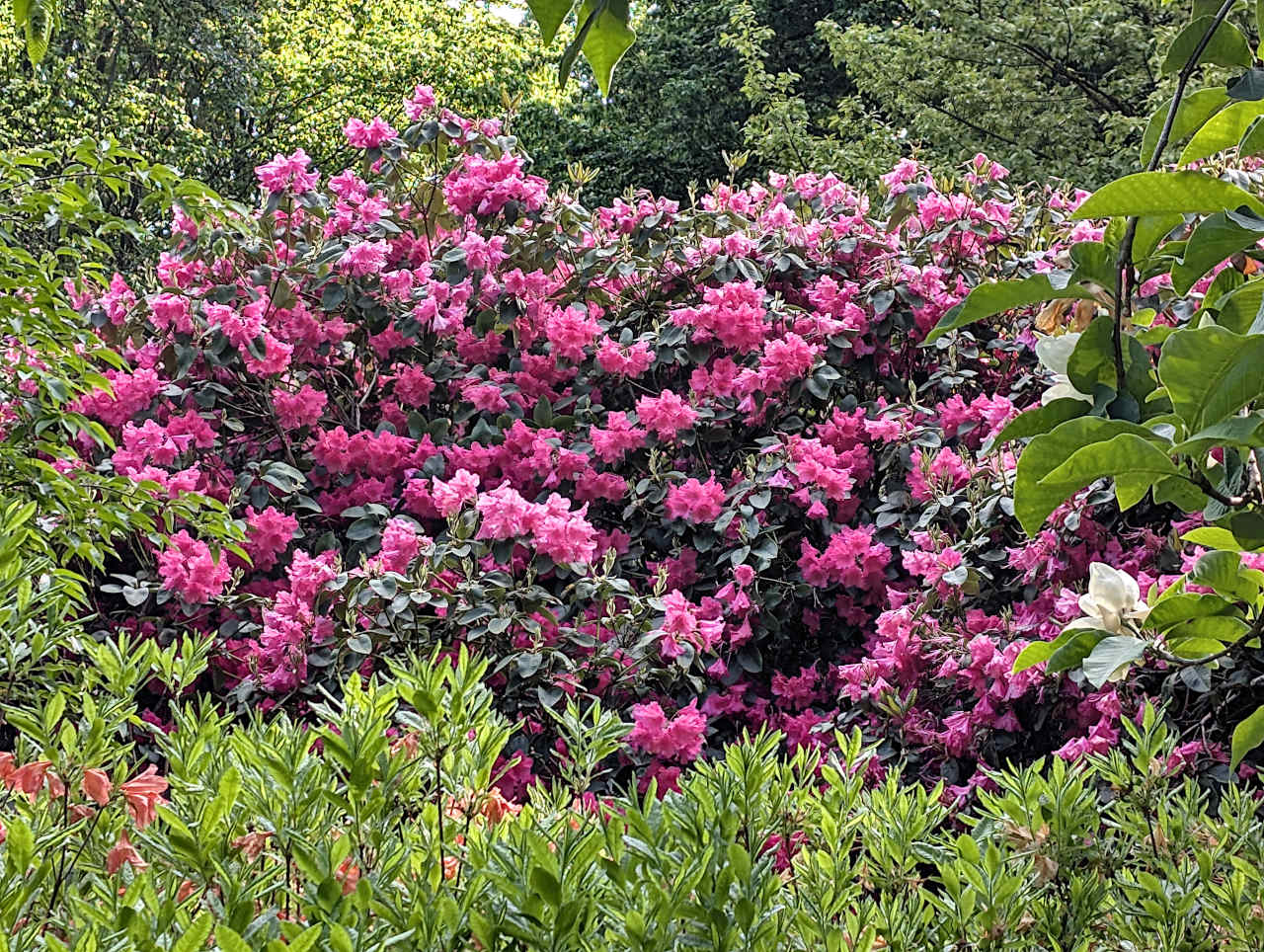 jardin botanique de Meise rhododendrons 2