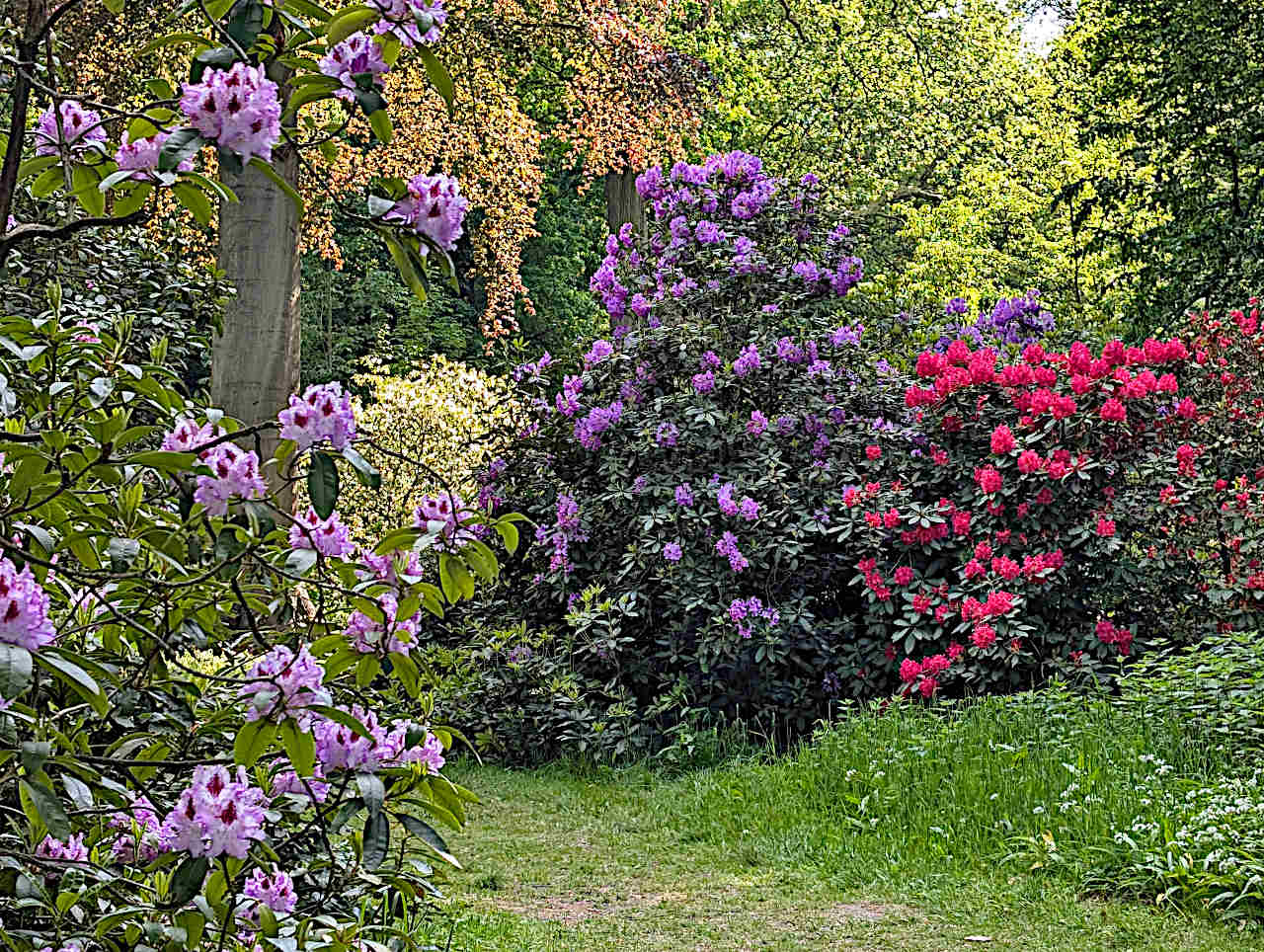 jardin botanique de Meise rhododendrons