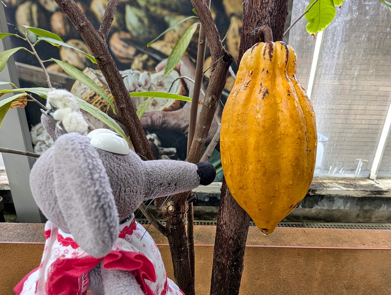 jardin botanique de Meise serre cacao