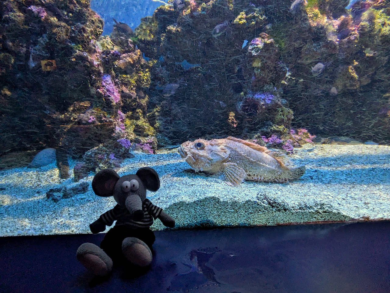aquarium de Monaco