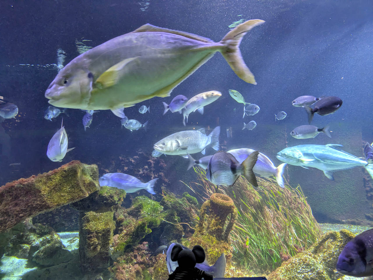 aquarium de Monaco