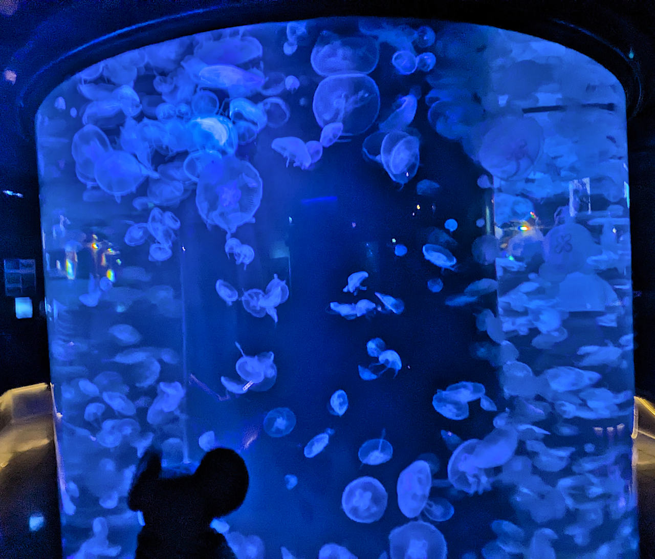 aquarium de Monaco méduses
