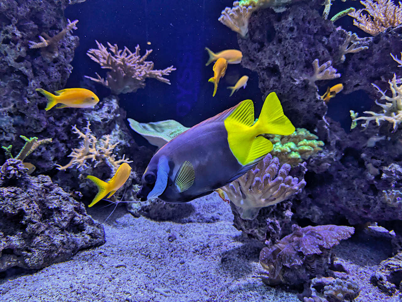 aquarium de Monaco poisson-chirurgien