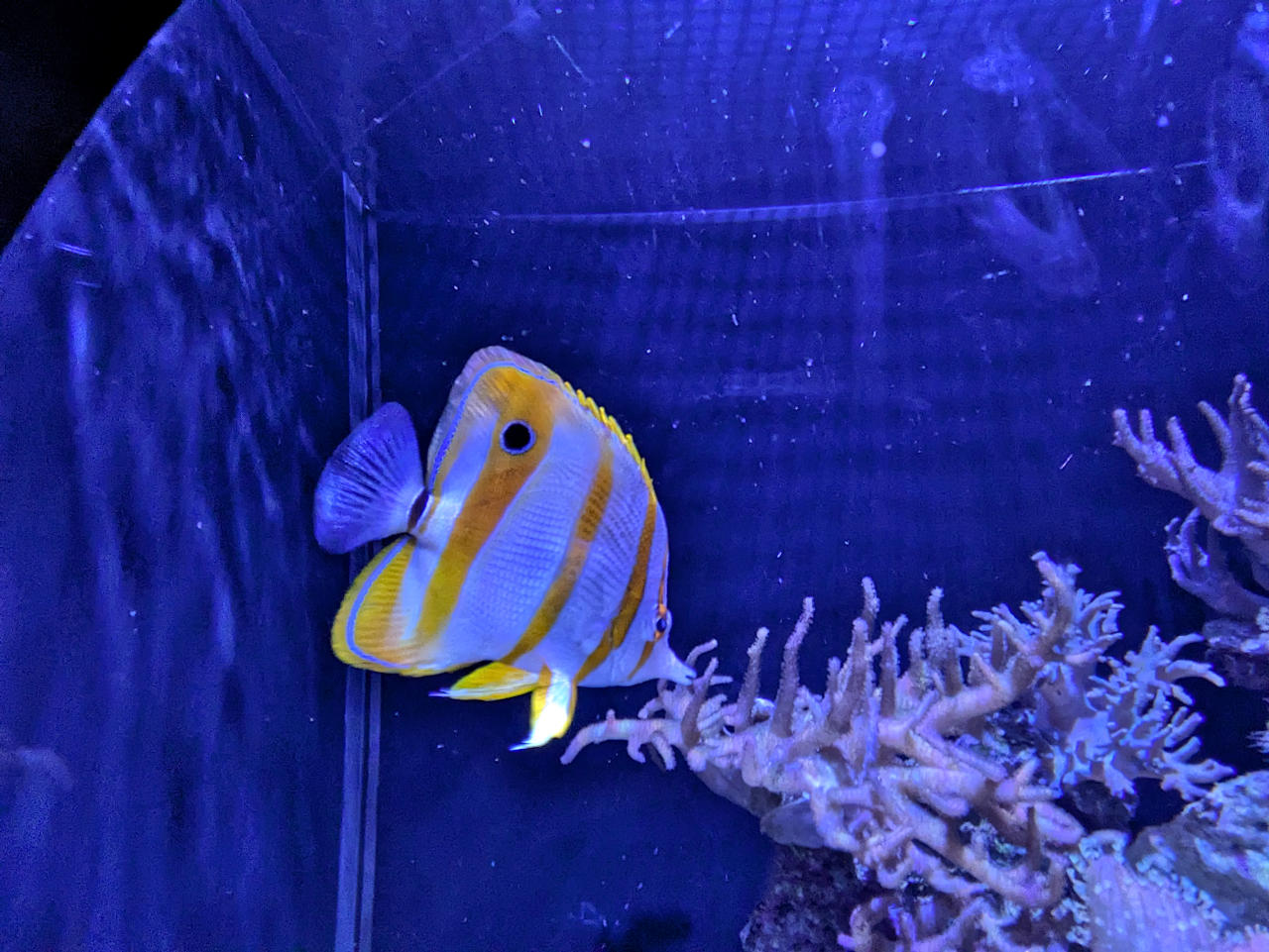 aquarium de Monaco poisson papillon