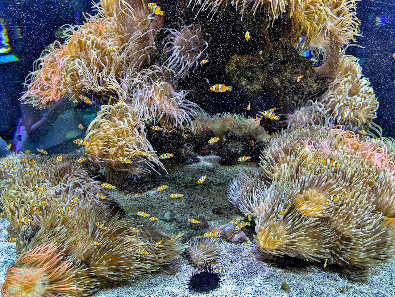 aquarium de Monaco poissons-clowns
