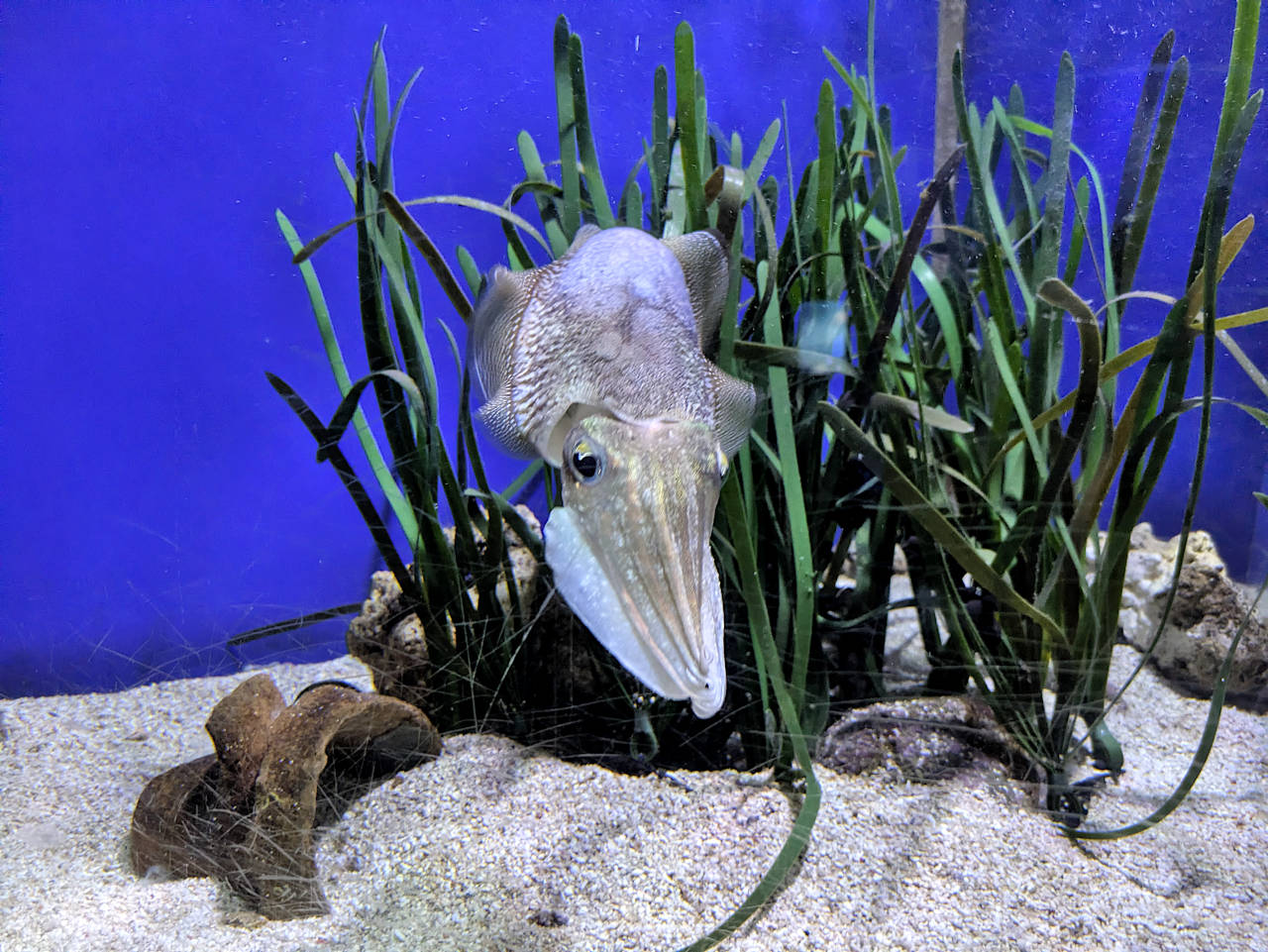 aquarium de Monaco seiche