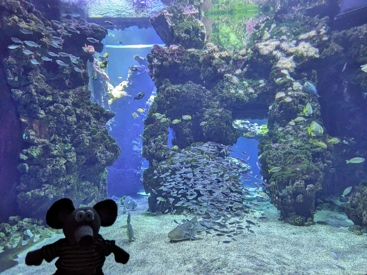 musée océanographique de Monaco 2