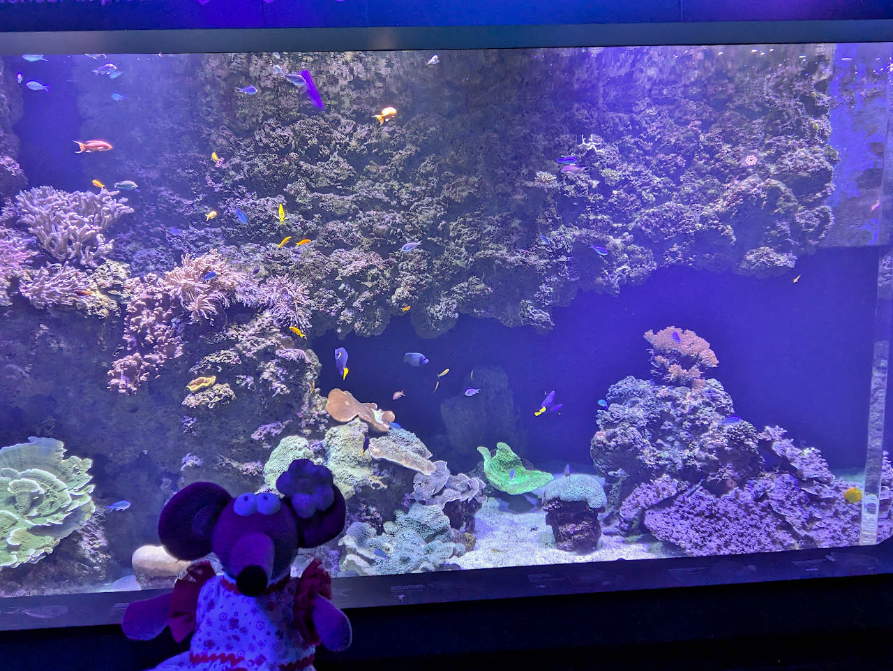 musée océanographique de Monaco 3