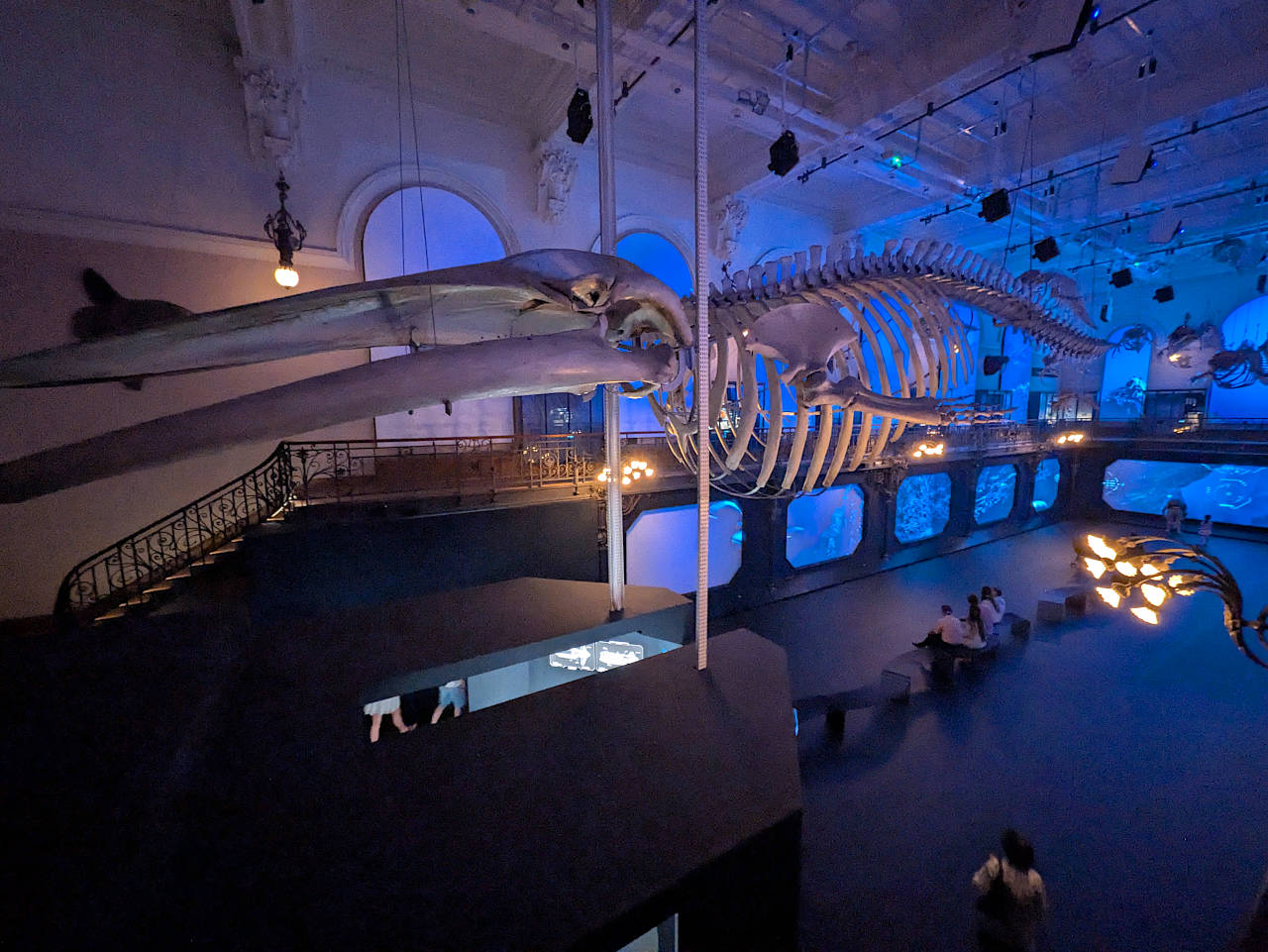 musée océanographique de Monaco salle des baleines 2
