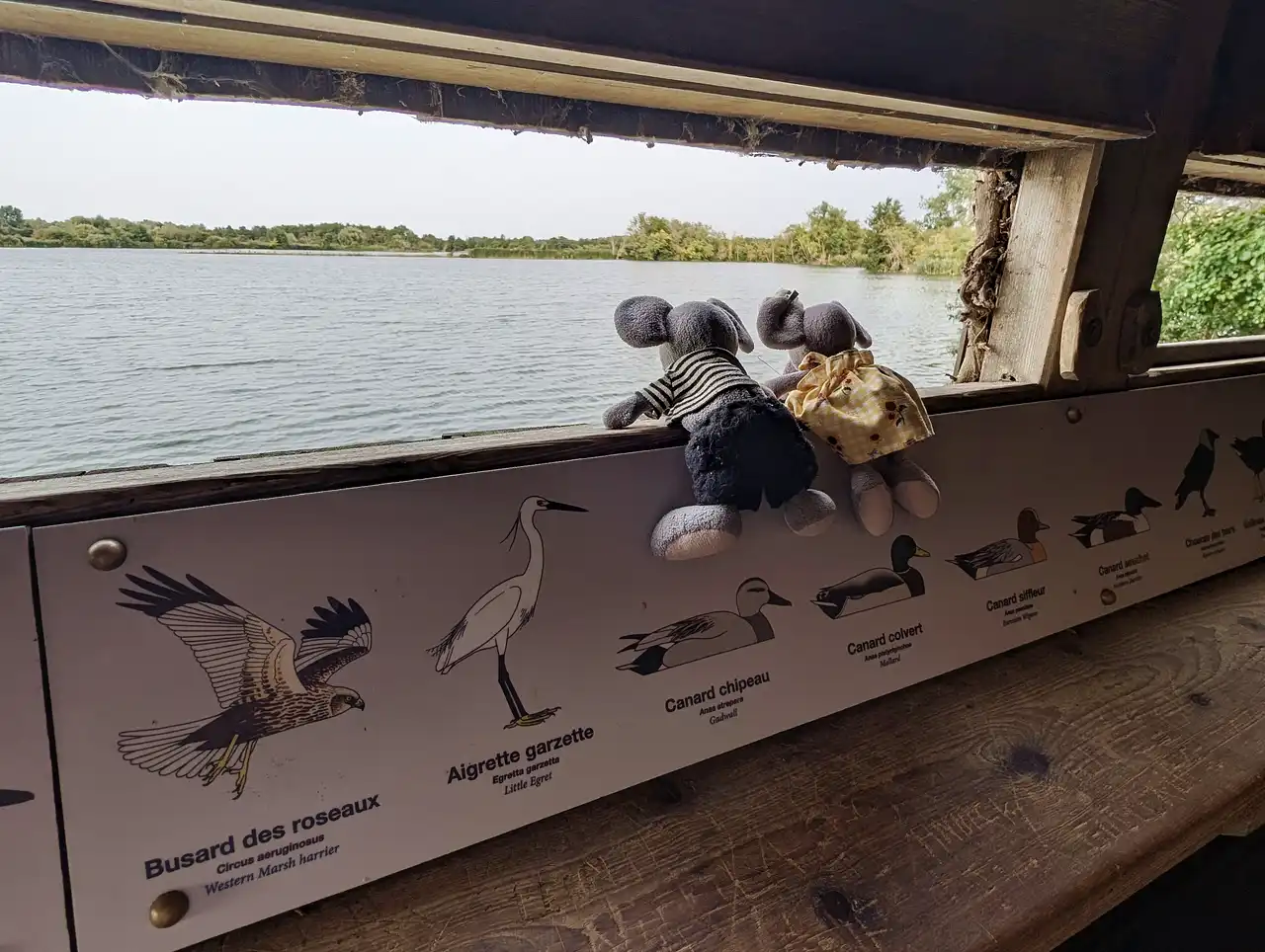 observation d'oiseaux dans le marais audomarois