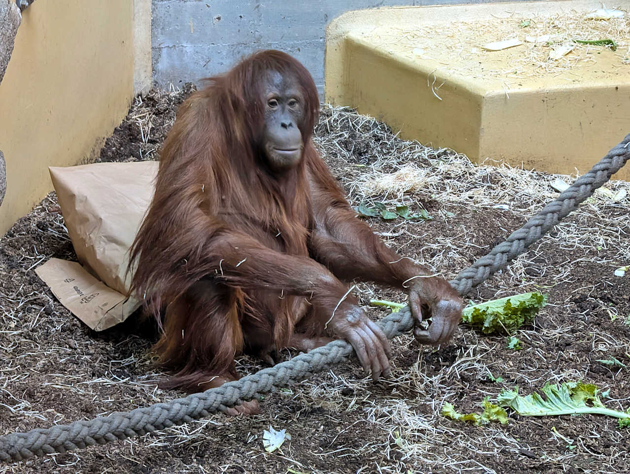 zoo de Zurich 2