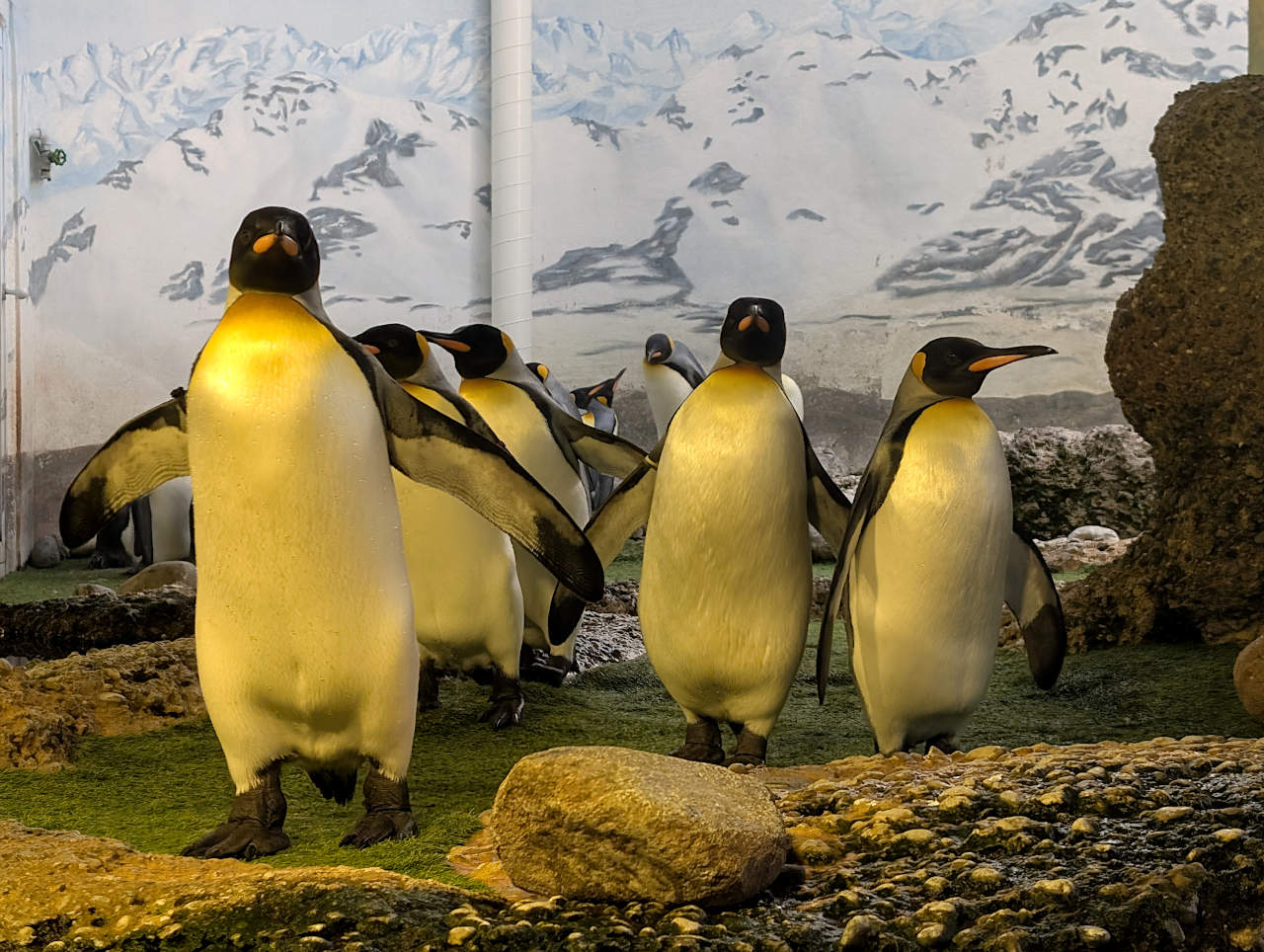 zoo de Zurich 2