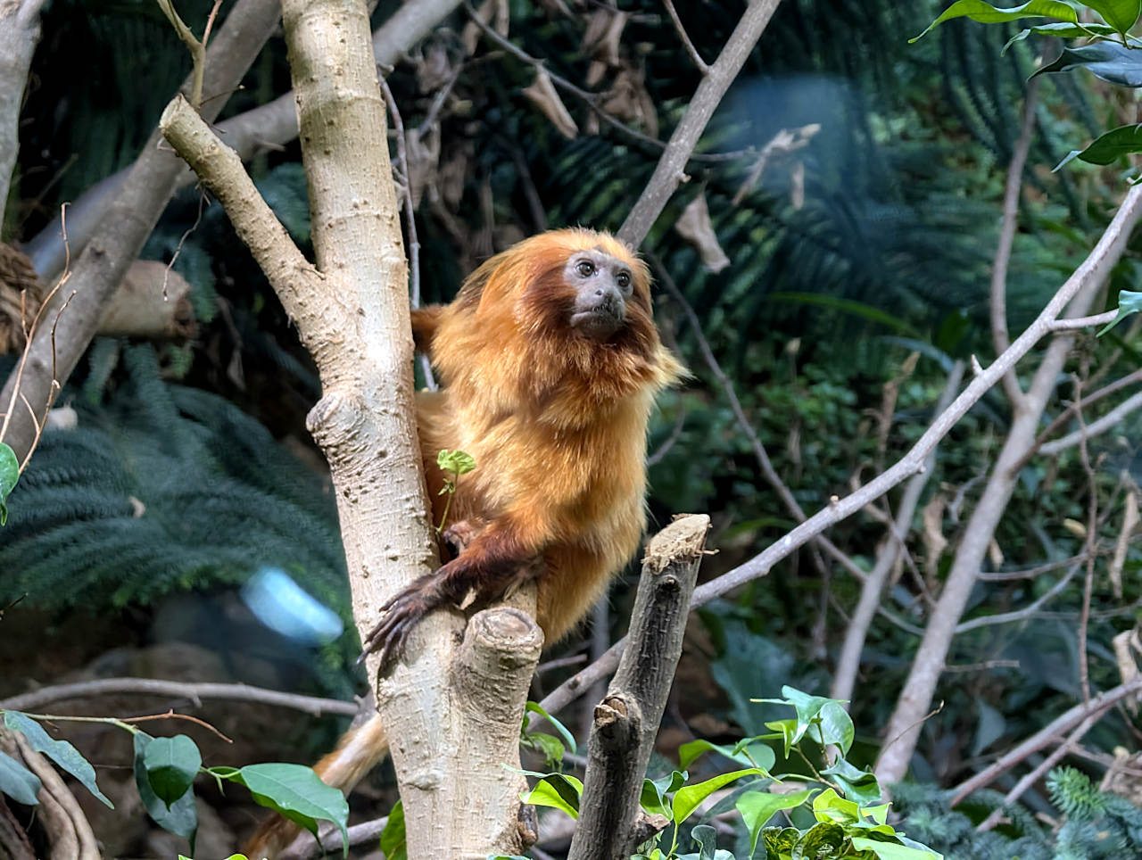 zoo de Zurich