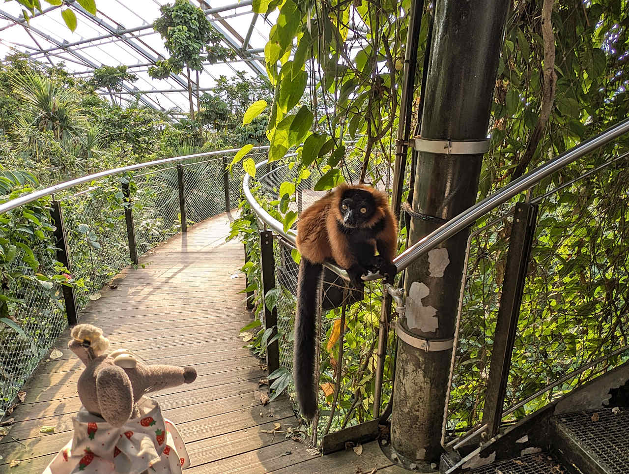 zoo de Zurich 4