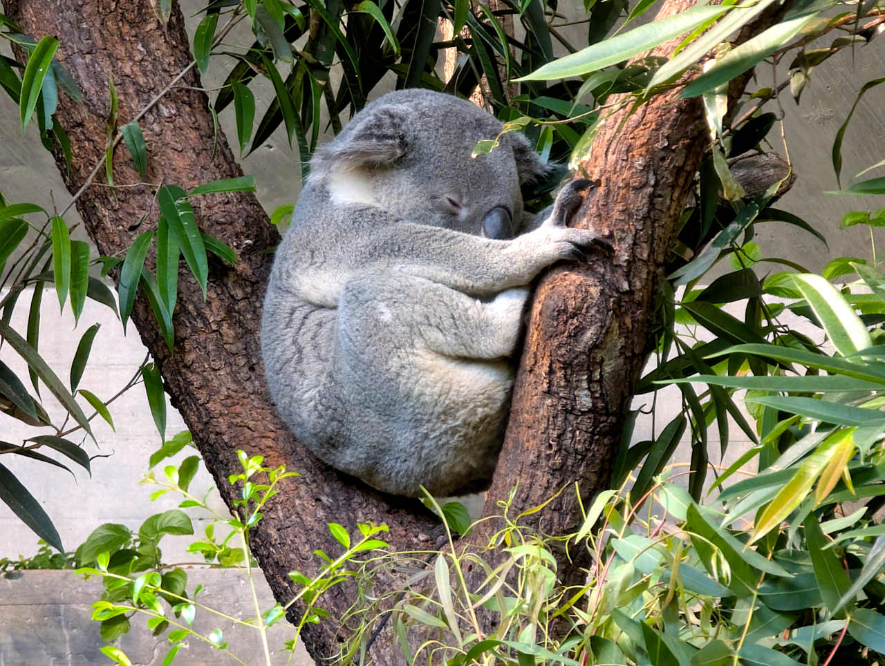 zoo de Zurich