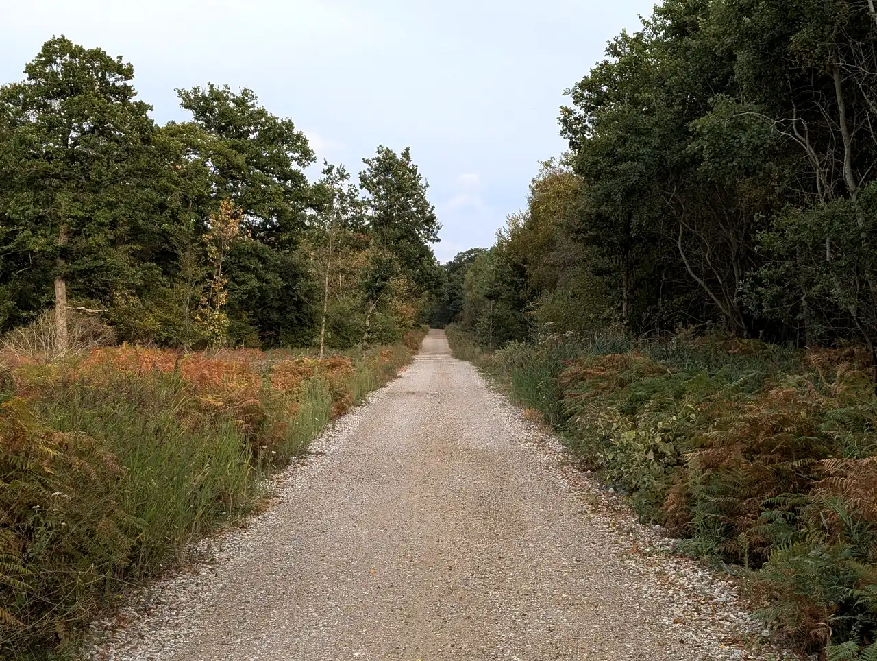 forêt d'Eperlecques