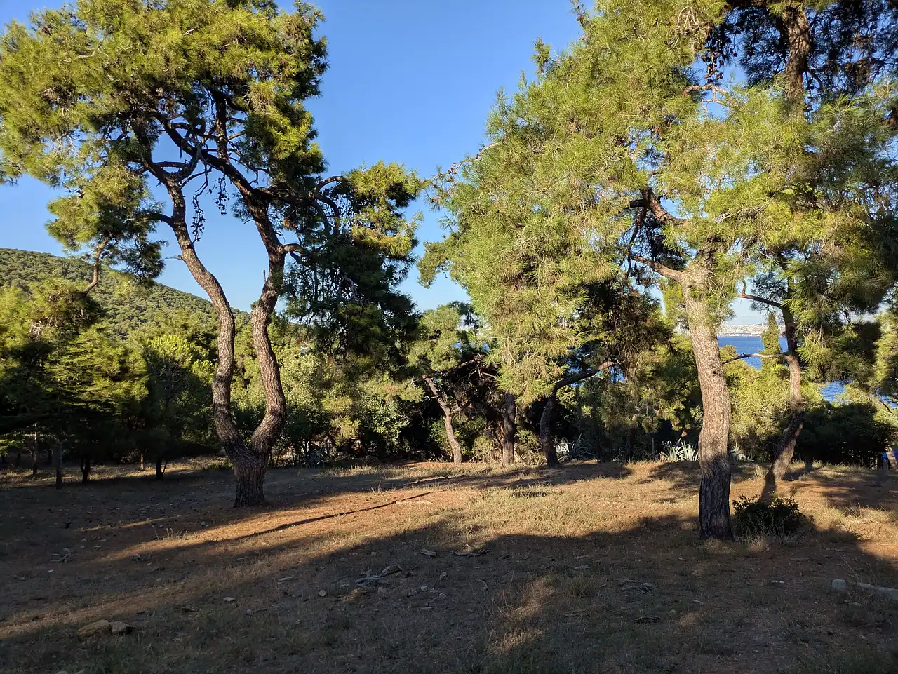 pinède à Büyükada